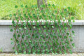🔥BUY MORE SAVE MORE - 🌳3 Pcs Expandable Faux Privacy Fence🌳