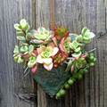 Planting Succulent Heart Pocket Planter