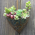 Planting Succulent Heart Pocket Planter