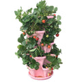 Happy Mother's Day Sale - 🍓Stand Stacking Planters Strawberry Planting Pots