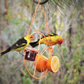 🐦2 In 1 Hanging Clementine Hummingbird Oriole Feeder