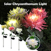 Father's Day Pre-promotion - 30" Chrysanthemum Solar Garden Stake LED