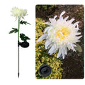 Father's Day Pre-promotion - 30" Chrysanthemum Solar Garden Stake LED