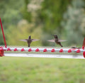 Buy 2 Get 1 Free - Best Hummingbird Feeder